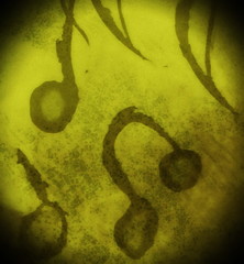 abstract grunge musical notes background