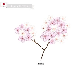 Sakura or Cherry Blossom, The National Flower of Japan