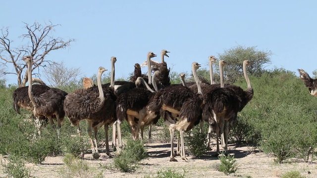 Group of ostriches (Struthio camelus) in natural habitat, Kalahari desert, South Africa