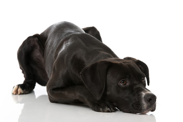 Liegender Mischlingshund