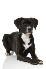 Liegender Mischlingshund