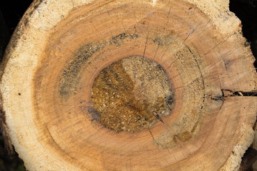 tree section