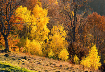 Fototapeta na wymiar Golden autumn in mountain.