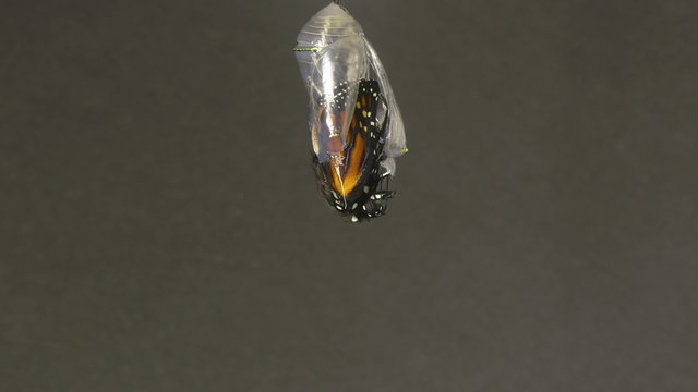 Monarch Butterfly Emerging from Chrysalis Speed Up. 4k
