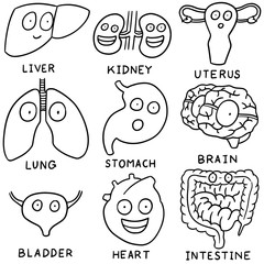 vector set of internal organ cartoon