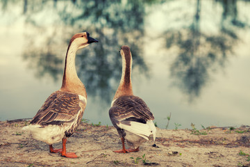 Two gooses walking on the lake bank