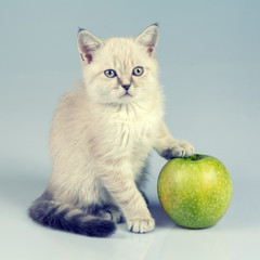 Studio portrait of little kitten with green apple