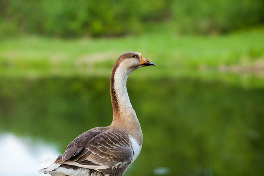 Grey goose walking on the lake bank