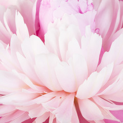 Pink petals of a peony close up as a background for design