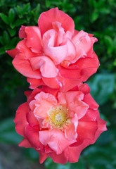 Bush blooming red roses on a background of green foliage
