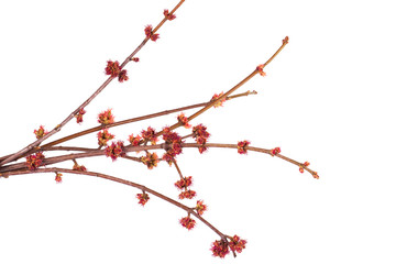 Spring branch isolated