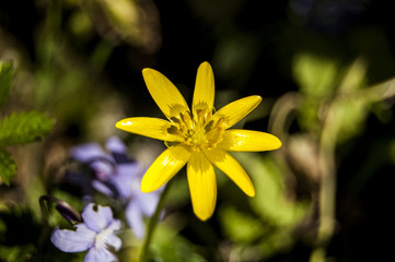 Central Yellow Flowers