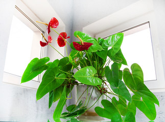 red anthurium flowers - obrazy, fototapety, plakaty