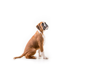 German boxer puppy