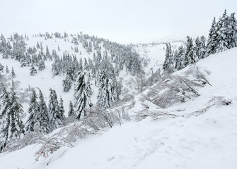 Obraz premium Snowy fir trees on winter hill.
