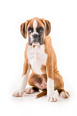 German boxer puppy