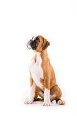 German boxer puppy