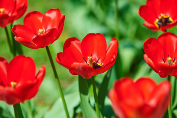 red flower tulip closeup in field