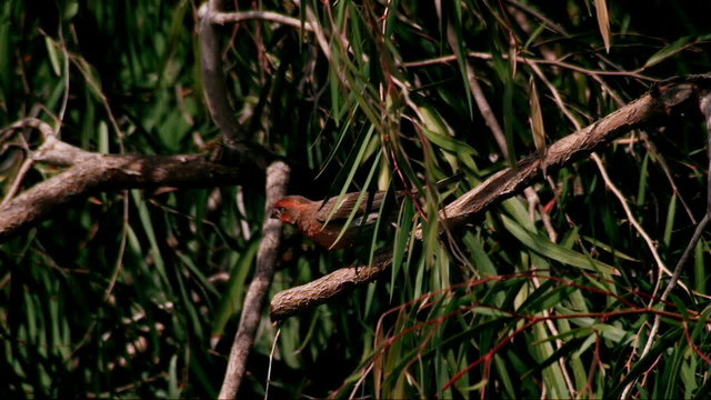 Finch Bird Takes Off Flying Super Slow Motion