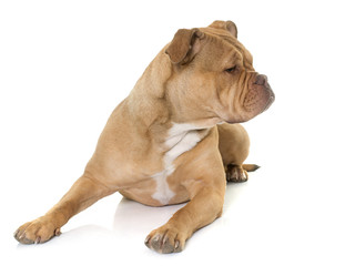 old english bulldog