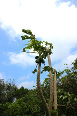 竹富島のヤシの木