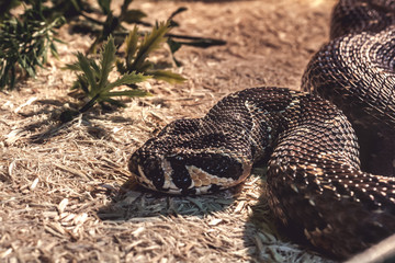 Snake in the terrarium - Palestine viper