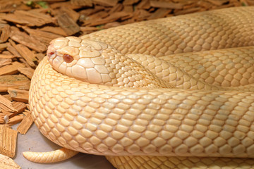 Snake in the terrarium - Albino indian cobra