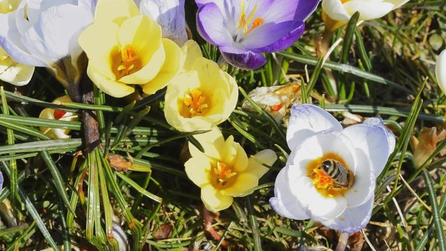 Cinemagram Biene in Krokus