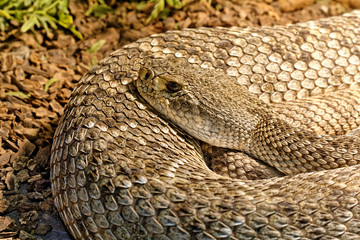 Snake in the terrarium - Levantine viper