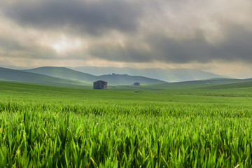 SPRINGTIME.Between Apulia and Basilicata.Hilly landscape with corn field immature, dominated by cloudsIn the background farmhouses shrouded in haze.ITALY © vololibero