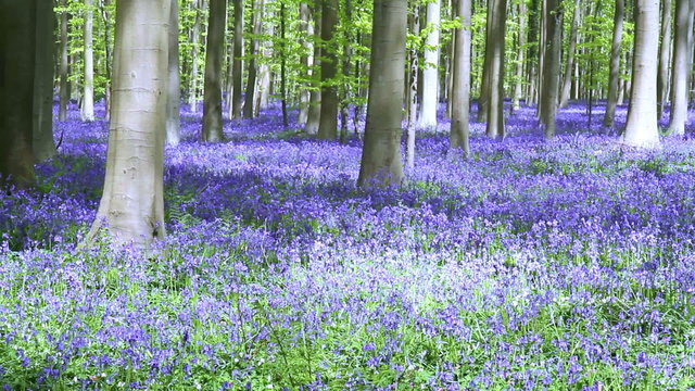 Bluebell flowers in Halle Forest, a mystical forest in Belgium.