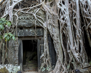 Strangler Fig tree growing over Ta Prohm, Cambodia