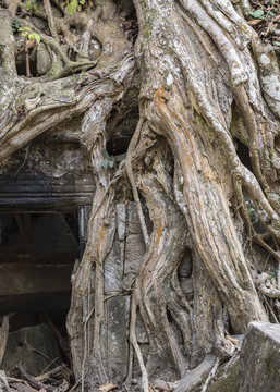 Hidden face in the roots on  Ta Prohm Temple, Cambodia