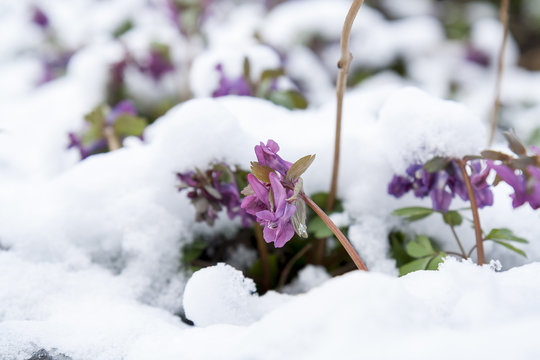 Spring violet hollowroot (corydalis) flower covered with snow
