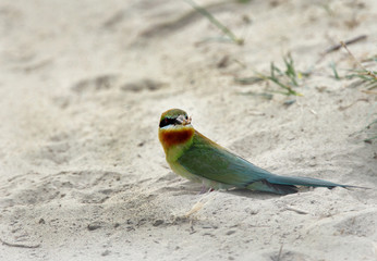 Blue tailed bee eater on sand 
