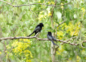 A pair of Black Drongo perched on a tree in Jim Corbett 