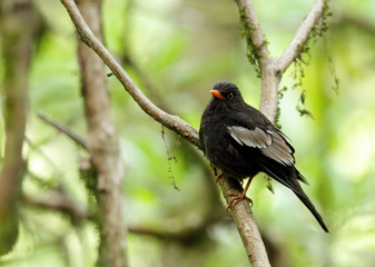 Beautiful Grey-winged blackbird