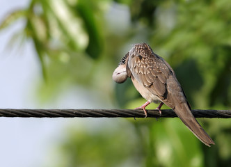  spotted dove preening