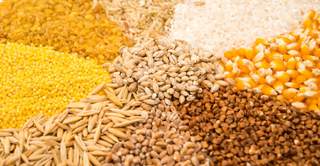 Collection Set of Cereal Grains
