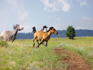 Two Spanish Mustangs mares chasing a new arrival in their area