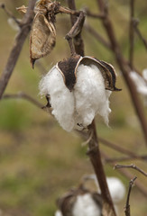 Lefter Over Cotton Boll