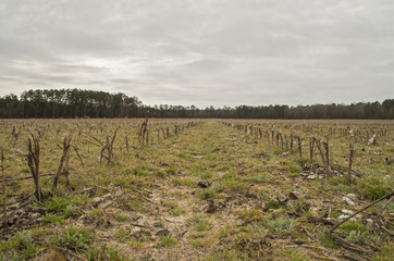 Obraz premium After the Harvest