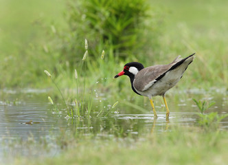 Obraz premium Red-wattled lapwing 