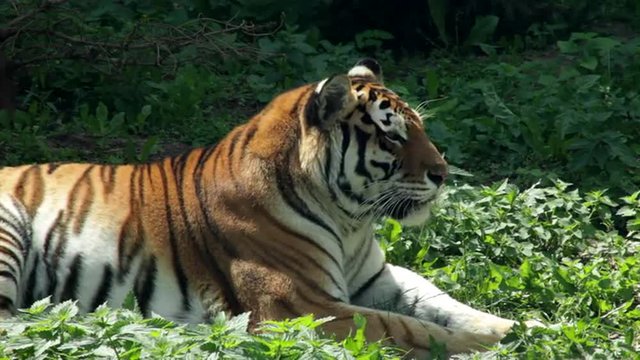 A calm  sunlit Siberian tigress, lying on green grass background and licking her side. The most beautiful animal of the world and very dangerous beast. Excellent big cat in the amazing HD footage.
