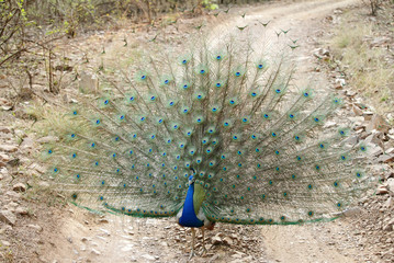Fototapeta premium Peacock fanning its wing