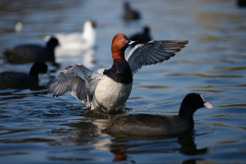 Common Pochard, Pochard, Aythya ferina