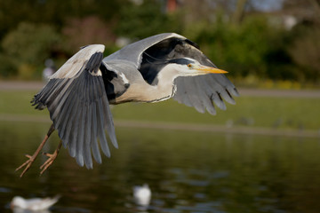 Grey Heron, Ardea cinerea
