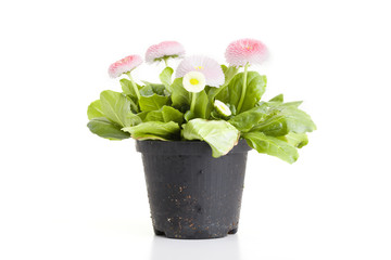 Gänseblümchen ( Bellis) im Topf - Freisteller