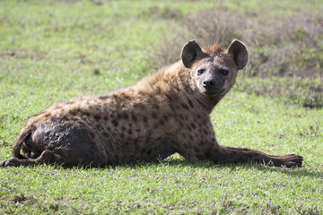 Hyaena lying on ground.