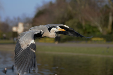 Grey Heron, Ardea cinerea